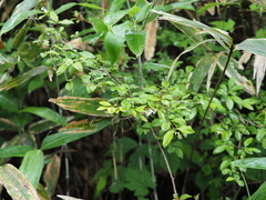 Ligustrum tschonoskii