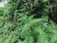 Pteridium revolutum