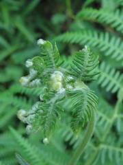 Pteridium revolutum