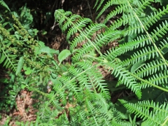 Pteridium revolutum