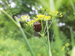 Graphosoma rubrolineatum