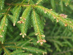 Picea jezoensis hondoensis
