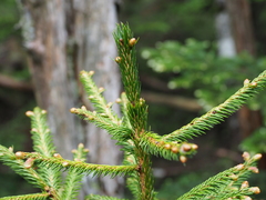 Picea jezoensis hondoensis