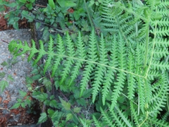 Pteridium revolutum