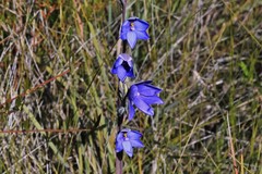 Thelymitra purpurata