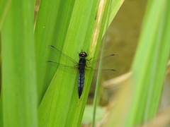 Lyriothemis pachygastra