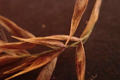 Calamagrostis purpurea