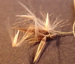 Calamagrostis purpurea