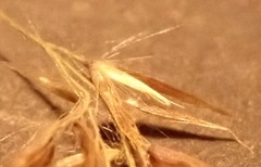 Calamagrostis purpurea