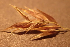 Calamagrostis purpurea
