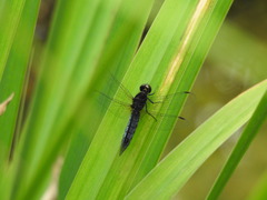 Lyriothemis pachygastra