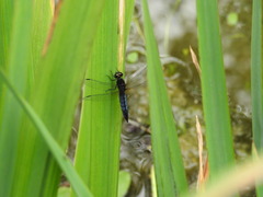 Lyriothemis pachygastra