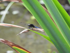 Lyriothemis pachygastra