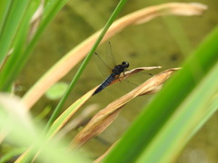 Lyriothemis pachygastra