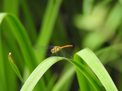 Sympetrum eroticum