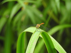 Sympetrum eroticum