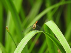 Sympetrum eroticum