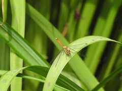 Sympetrum eroticum