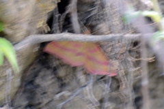 Rhodostrophia calabra