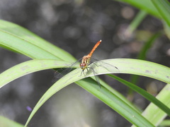 Sympetrum eroticum