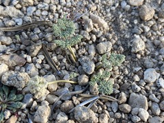 Oreonana clementis