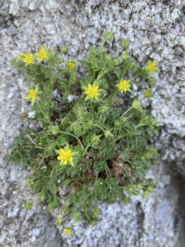 Image of Ivesia saxosa by (c) Matt Berger, some rights reserved (CC BY)