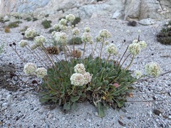 Eriogonum latens