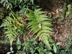 Dryopteris erythrosora