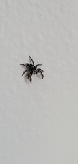 Phidippus putnami