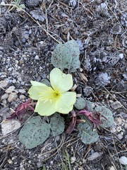 Oenothera xylocarpa