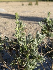 Artemisia rothrockii