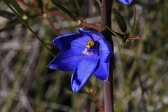 Thelymitra purpurata