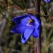 Wallum Sun Orchid - Photo (c) Adrian Gale, some rights reserved (CC BY-NC), uploaded by Adrian Gale