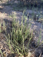 Muhlenbergia filiformis