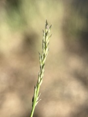 Muhlenbergia filiformis