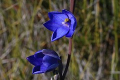 Thelymitra purpurata
