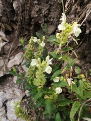 Scutellaria supina