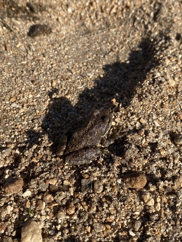 iNaturalist observation photo of Pacific chorus frog