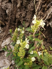 Scutellaria supina