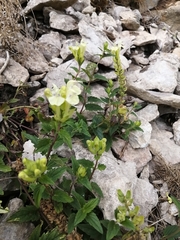 Scutellaria supina