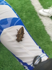 Chalcophora japonica