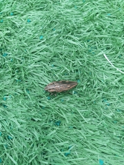 Chalcophora japonica