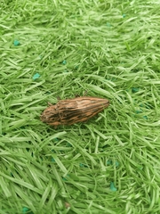 Chalcophora japonica