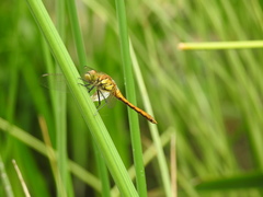 Sympetrum frequens