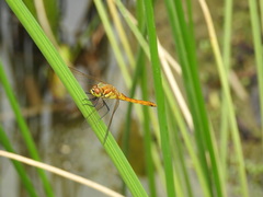 Sympetrum frequens