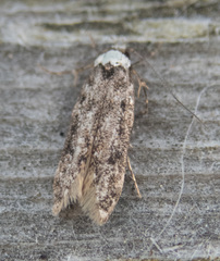 Endrosis sarcitrella