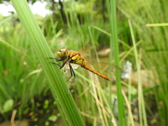 Sympetrum frequens