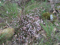 Leionema hillebrandii