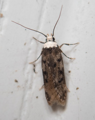 Endrosis sarcitrella