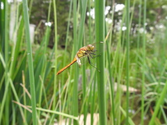 Sympetrum frequens